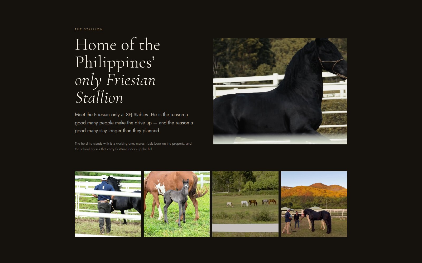 Concept section on a black ground: the headline "Home of the Philippines’ only Friesian Stallion" beside a photograph of the black stallion, above a strip of four photographs of the herd.